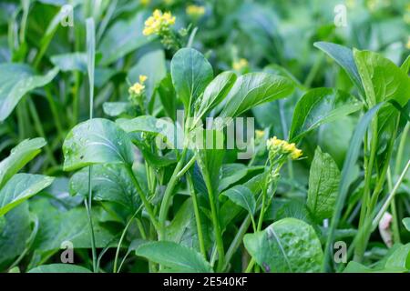 Il cantonese fiorisce in giallo d'inverno. Foto Stock