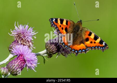 farfalla di raccolta polline su un thistle Foto Stock