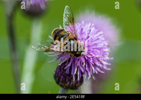 Ape che raccoglie nettare su un thistle Foto Stock