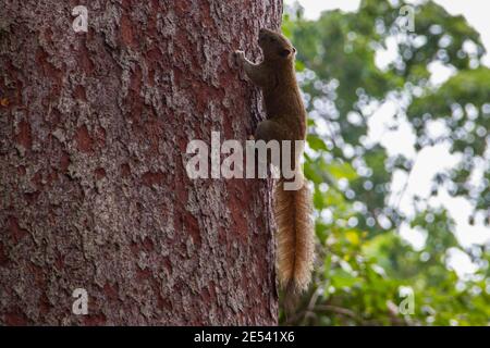 Primo piano di un bel scoiattolo con coda lunga arrampicarsi su un albero Foto Stock