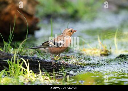 Goldfinch con testa rossa, songbird, in piedi sul bordo dell'acqua, con riflesso. Sullo sfondo un tronco di albero morto, rami ed erba Foto Stock