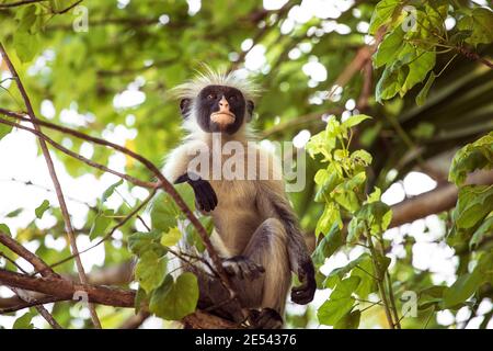 Zanzibar rosso colobus scimmia seduta sull'albero e riposante. Isola di Zanzibar, Tanzania Foto Stock