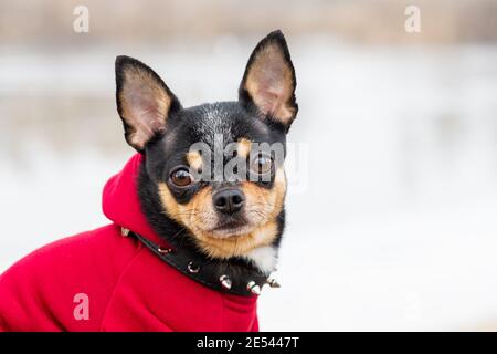 Vestiti Chihuahua. Cane pedigree chihuahua all'aperto Foto Stock