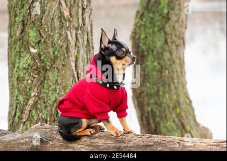 Vestiti Chihuahua. Cane pedigree chihuahua all'aperto Foto Stock