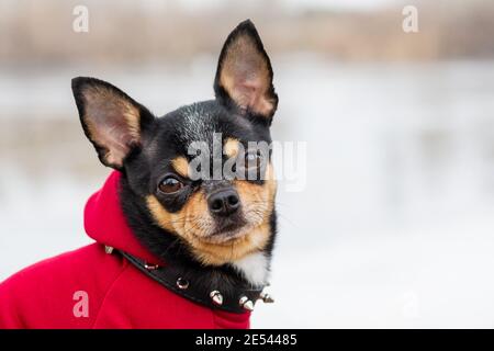 Vestiti Chihuahua. Cane pedigree chihuahua all'aperto Foto Stock
