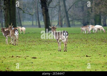 Allow Deer: Allow comune, buck giovane, mandria, alimentazione, parco cervi, Bedfordshire, Inghilterra, Regno Unito Foto Stock