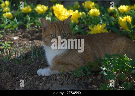 Zenzero gatto tabby sdraiato in un giardino all'ombra Foto Stock