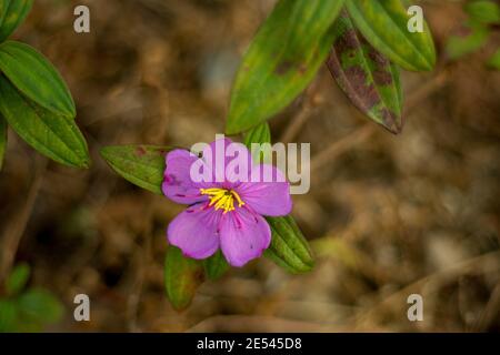 Pireneo-violetto o piccolo-robin fiore di erba selvatica che ha anche chiamato Ramonda myconi Foto Stock