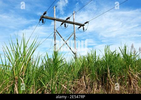 Dettaglio basso-angolo vista astratta di pali di linea elettrica collocati in un campo di canna da zucchero contro il cielo blu, Filippine, Asia Foto Stock