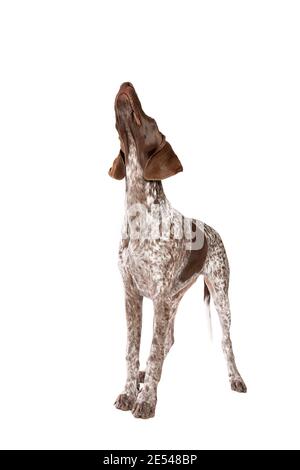 Tedesco corto pointer cucciolo di fronte a un bianco sfondo Foto Stock