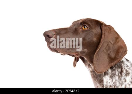 Tedesco corto pointer cucciolo di fronte a un bianco sfondo Foto Stock