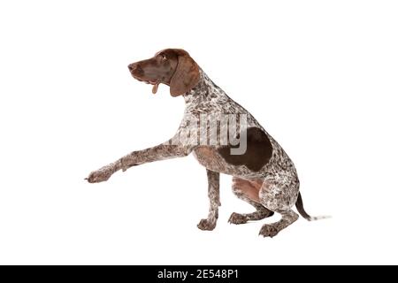 Tedesco corto pointer cucciolo di fronte a un bianco sfondo Foto Stock