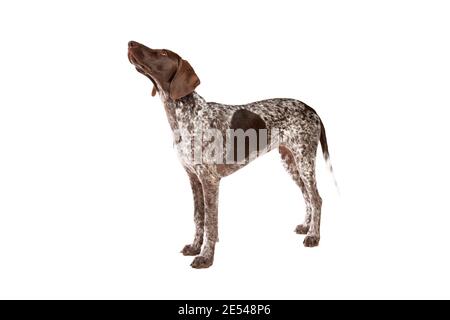 Tedesco corto pointer cucciolo di fronte a un bianco sfondo Foto Stock