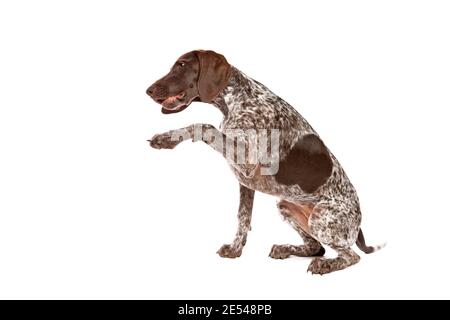 Tedesco corto pointer cucciolo di fronte a un bianco sfondo Foto Stock