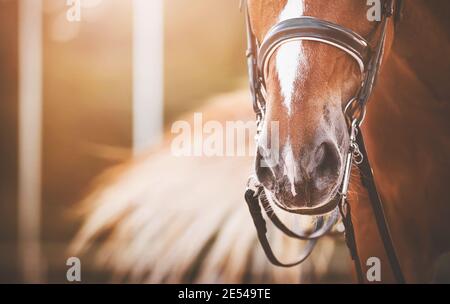 Il muso di un cavallo stregone, che indossa una briglia, e che è illuminato dalla luce del sole. Sport equestri. Foto Stock