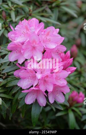 Fiori rosa fucsia di Rhododendron 'Hampshire Belle' Foto Stock