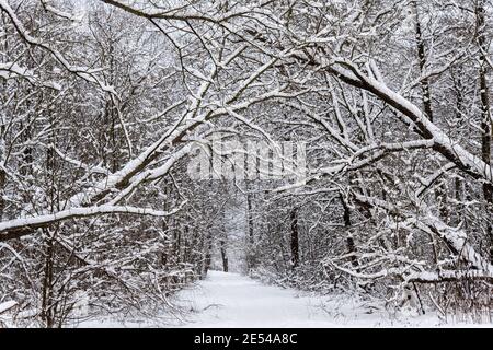 Paesaggio invernale, alberi innevati, molti rami ricoperti di neve Foto Stock