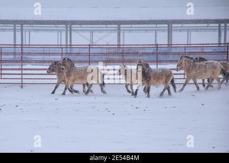 (210126) -- JIMSAR, 26 gennaio 2021 (Xinhua) -- i cavalli di Przewalski sono visti nella neve nel centro di ricerca e allevamento di cavalli selvatici Xinjiang nella contea di Jimsar, nella regione autonoma di Xinjiang Uygur, 23 gennaio 2021. Il cavallo di Przewalski, che prende il nome dal suo scopritore russo, è una specie in via di estinzione originaria delle praterie desertiche dell'Asia centrale. Una volta estinti in Cina a causa della caccia e di un ambiente deteriorante, i cavalli sono stati reintrodotti nel paese negli anni '80 dall'Europa e allevati a Xinjiang e Gansu. Il centro di ricerca e allevamento di cavalli selvaggi Xinjiang è il mondo Foto Stock