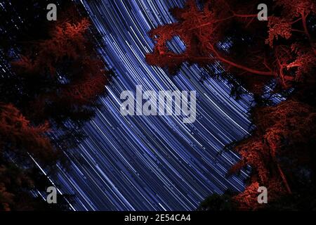 Stellato sentiero notturno con rami di pino rosso-illuminato in primo piano. Sierra de la Ventana, Argentina. Foto Stock