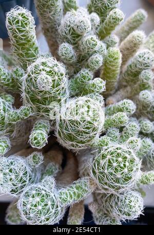 Una vista dall'alto di Thimble cactus (Mammillaria gracilis fragilis) sfondo Foto Stock