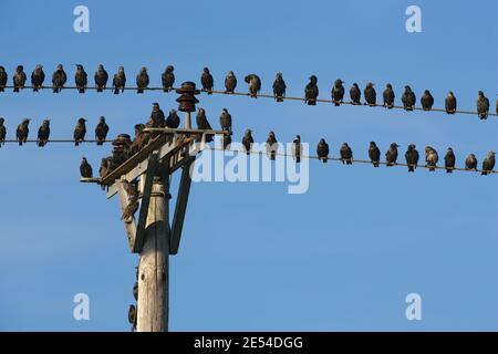 Gli storni, Sturnus vulgaris, gregge sui fili del telegrafo, Waren Mill, Northumberland, Regno Unito Foto Stock