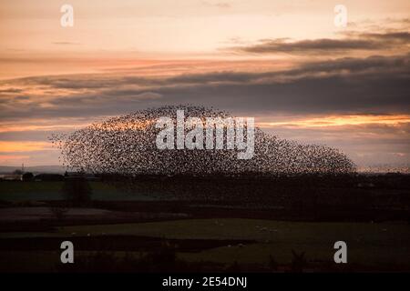 Starling posatoio, Sturnus vulgaris, in inverno al tramonto, Gretna, Scotland, Regno Unito Foto Stock