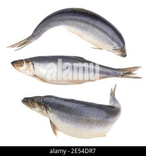 Pesce di aringa isolato su sfondo bianco Foto Stock