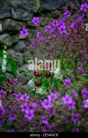 lilium martagon claude shride,geranium palmatum,fiori rossi e viola,giglio e geranio,gigli e geranio,schema di piantagione mista,combinazione, Foto Stock