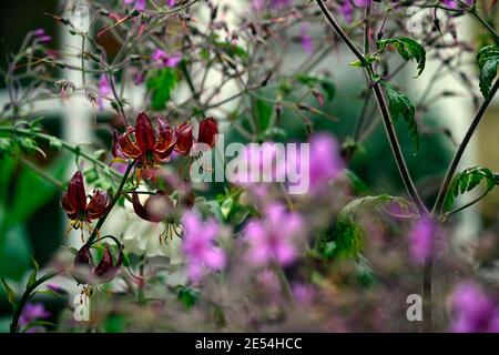 lilium martagon claude shride,geranium palmatum,fiori rossi e viola,giglio e geranio,gigli e geranio,schema di piantagione mista,combinazione, Foto Stock