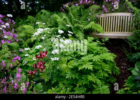 posto a sedere in giardino, posto a sedere, protetto, nascosto, appartato, mistero, luogo, spazio, giardino, giardini, giardinaggio, lilium martagon claude shride, geranium palmatum, Orlaya Grand Foto Stock