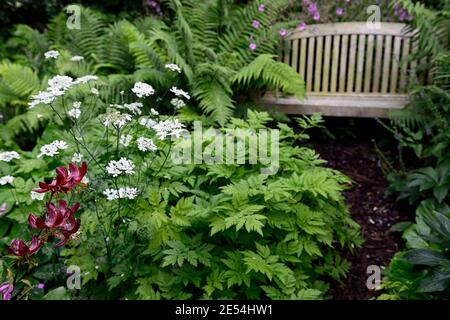 posto a sedere in giardino, posto a sedere, protetto, nascosto, appartato, mistero, luogo, spazio, giardino, giardini, giardinaggio, lilium martagon claude shride, geranium palmatum, Orlaya Grand Foto Stock