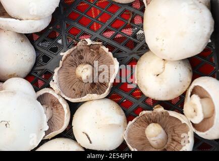 Funghi biologici Agaricus su un mercato agricolo. Foto Stock