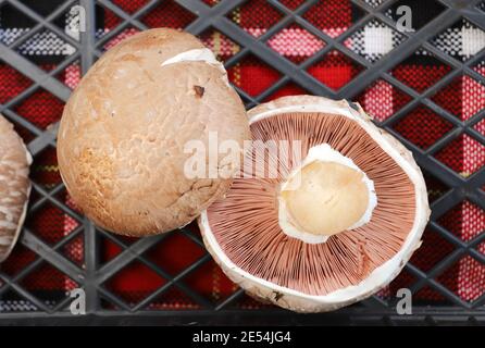 Funghi biologici Agaricus su un mercato agricolo. Foto Stock