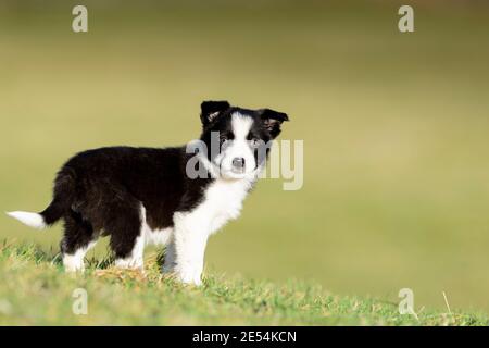 Border Collie cucito di otto settimane in campo. North Yorkshire, Regno Unito. Foto Stock