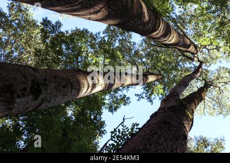 Foglie di nocciola manchuriana. Tronco di albero. Spessi densi Foto Stock