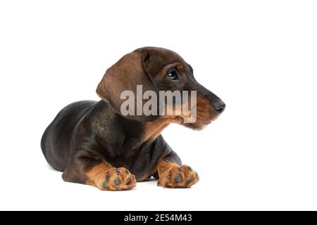 cucciolo nero e tan con capelli dachshund davanti uno sfondo bianco Foto Stock