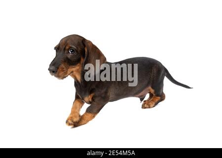 cucciolo nero e tan con capelli dachshund davanti uno sfondo bianco Foto Stock