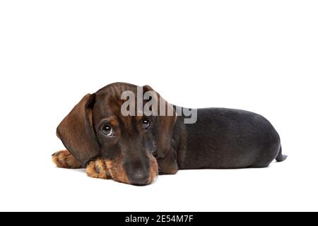 cucciolo nero e tan con capelli dachshund davanti uno sfondo bianco Foto Stock