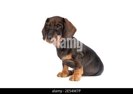 cucciolo nero e tan con capelli dachshund davanti uno sfondo bianco Foto Stock