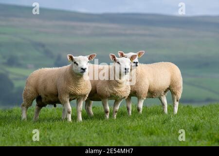 Agnelli di montone di Texel su pascolo di altopiano, Nord Yorkshire, Regno Unito. Foto Stock