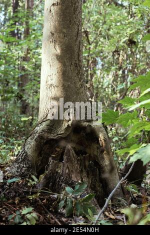 Foglie di nocciola manchuriana. Tronco di albero. Spessi densi Foto Stock