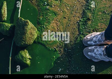 Le scarpe da ginnastica pulite bianche e grigie con piedi femminili rimangono vicine superficie verde e rocce di fiume sporco con alghe nocive fiorisce Foto Stock