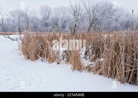 canne di stagno congelate e foresta coperta di gelo di ruggito Foto Stock