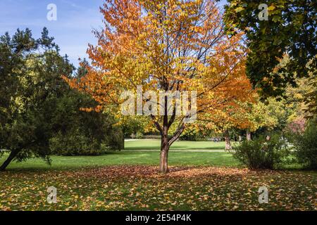 Albero autunnale nel Parco Lazienkowski chiamato anche Parco Lazienki - Terme reali, il più grande parco della città di Varsavia, Polonia Foto Stock