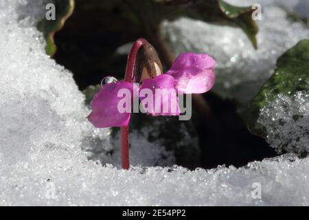 Il ciclamino rosa in un giardino d'inverno Foto Stock