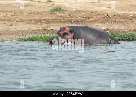 Un ippopotamo nutre il suo neonato vitello minuti dopo la sua nascita Nel canale di Kazinga nel Parco Nazionale della Regina Elisabetta In Uganda Foto Stock