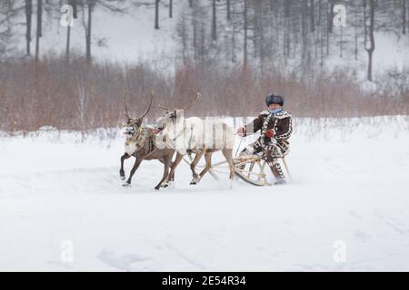 Iengra, distretto di Neryungri, Yakutia, Russia. 5 marzo 2016 Evenk uomo in costume nazionale corre una slitta di renne Foto Stock