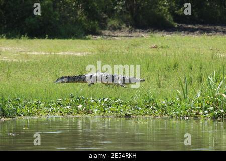 Un coccodrillo cammina lungo la riva del Nilo Nel Murchison Falls National Park in Uganda Foto Stock