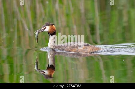 GT.Grebe crestato con pesce in becco Foto Stock