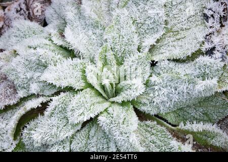 Rosetta di guanto di foxglove (digitale) coperta in gelo duro in gennaio - Scozia, Regno Unito Foto Stock